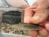 Whitetail Shiner, photographed in Arkansas