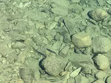 Arctic Grayling, photographed in Alaska
