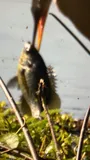 Redear Sunfish, photographed in Florida