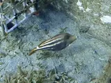 Orangespotted Filefish, photographed in Saint-Pierre
