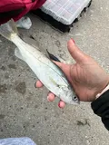 Sand Seatrout, photographed in Texas