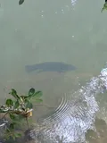 Mozambique Tilapia, photographed in Queensland