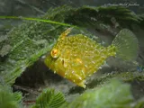 Pygmy Filefish, photographed in Florida