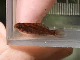 Okefenokee Pygmy Sunfish, photographed in Florida