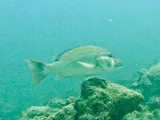 Dog Snapper, photographed in West Bay