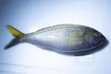Goldflag Snapper, photographed in Hawaii