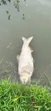 Silver Carp, photographed in Jiangsu