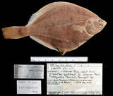 Arctic Flounder, photographed in Northwest Territories (Terr.)