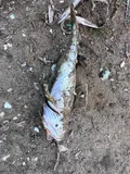 Pacific Staghorn Sculpin, photographed in California