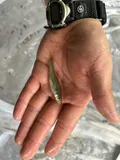 Silverjaw Minnow, photographed in Ohio