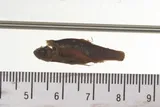 Least Chub, photographed in Utah
