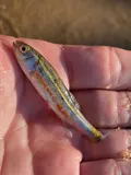 Lahontan Redside, photographed in Nevada