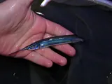 American Halfbeak, photographed in New Jersey