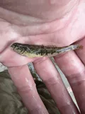 Kentucky Darter, photographed in Kentucky