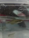 Zebra Danio, photographed in Assam