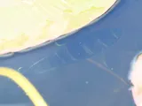 Spotted Tilapia, photographed in Florida