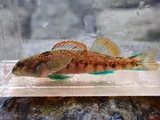Seagreen Darter, photographed in North Carolina