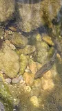 Speckled Dace, photographed in Nevada