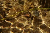 Hiukole Goby, photographed in Hawaii