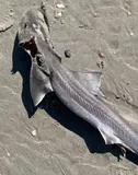Dusky Smooth-hound, photographed in New Jersey