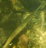 Freshwater Longtom, photographed in Northern Territory