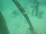 Blacktail Snapper, photographed in Papua Barat