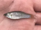 Amazon Molly, photographed in Texas