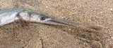 California Needlefish, photographed in Lima Province