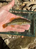 Redeye Bass, photographed in Tennessee
