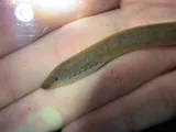 Southern Brook Lamprey, photographed in Alabama