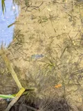 Amargosa Pupfish, photographed in California