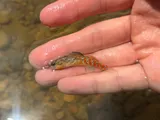 Headwater Darter, photographed in Kentucky