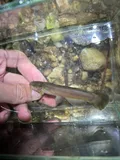 Black Madtom, photographed in Alabama