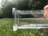 Rock Darter, photographed in Alabama