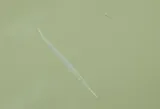 Atlantic Needlefish, photographed in Florida
