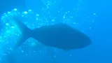 Small Toothed Jobfish, photographed in KwaZulu-Natal