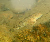 Paiute Sculpin, photographed in California