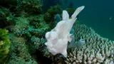 Commerson's Frogfish, photographed in Southern Leyte