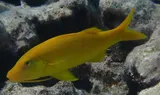 Blue Goatfish