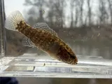 Banded Pygmy Sunfish, photographed in Tennessee