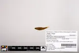 Greenhead Shiner, photographed in North Carolina