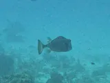 Trunkfish, photographed in West Bay