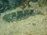 Frillfin Goby, photographed in Florida