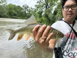 Golden Redhorse, photographed in Ontario