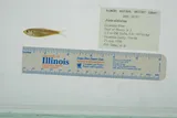 Alabama Shad, photographed in Florida