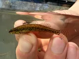 Sawcheek Darter, photographed in North Carolina