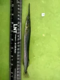 Asian Needlefish, photographed in Tamil Nadu