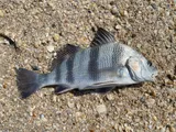 Black Drum, photographed in Tamaulipas