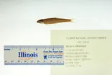 Palezone Shiner, photographed in Kentucky