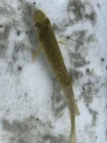 Atlantic Tomcod, photographed in Massachusetts